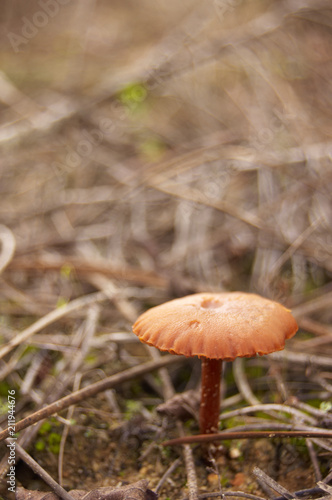 This image is a closeup to a mushroom out on nature