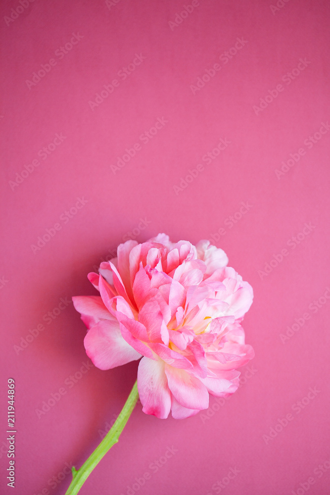 Close up of pink peony on pink background
