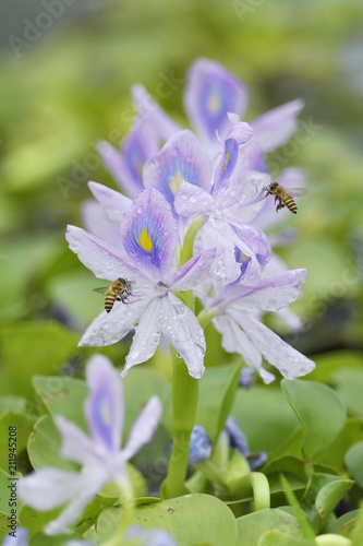 Bees on a flower photo