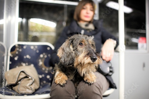 Cane bassotto sul BUS photo