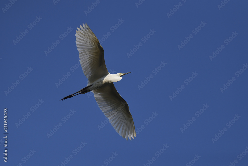 Intermediate egret bird flying Intermediate egret bird flying