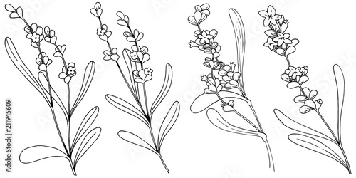 Lavender flower in a vector style isolated. Full name of the plant: lavender. Vector flower for background, texture, wrapper pattern, frame or border.