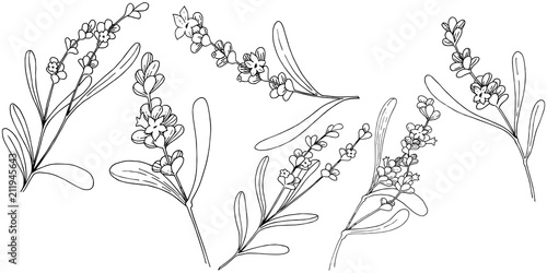 Lavender flower in a vector style isolated. Full name of the plant: lavender. Vector flower for background, texture, wrapper pattern, frame or border.