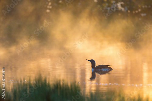 Dawn mist with a loon in silhouette