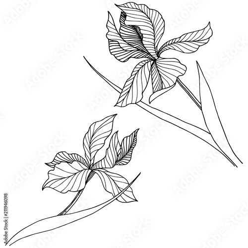 Wildflower irises in a vector style isolated. Full name of the plant: iris. Vector flower for background, texture, wrapper pattern, frame or border.