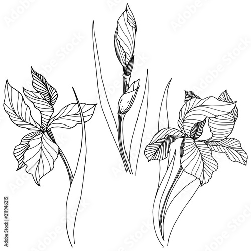 Wildflower irises in a vector style isolated. Full name of the plant: iris. Vector flower for background, texture, wrapper pattern, frame or border.