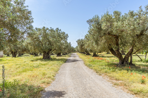 Olive trees plantation in Calabria, Italy