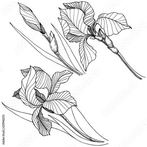 Wildflower irises in a vector style isolated. Full name of the plant: iris. Vector flower for background, texture, wrapper pattern, frame or border.