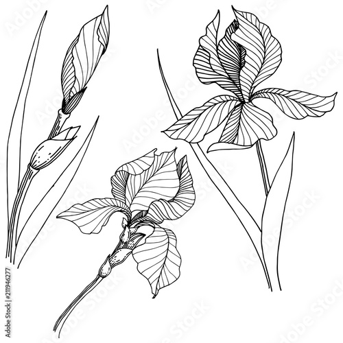 Wildflower irises in a vector style isolated. Full name of the plant: iris. Vector flower for background, texture, wrapper pattern, frame or border.