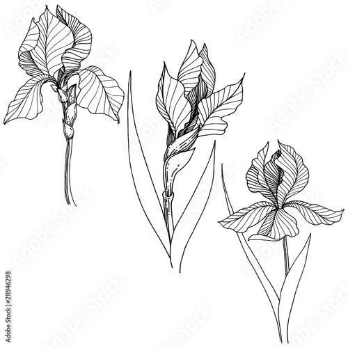 Wildflower irises in a vector style isolated. Full name of the plant: iris. Vector flower for background, texture, wrapper pattern, frame or border.