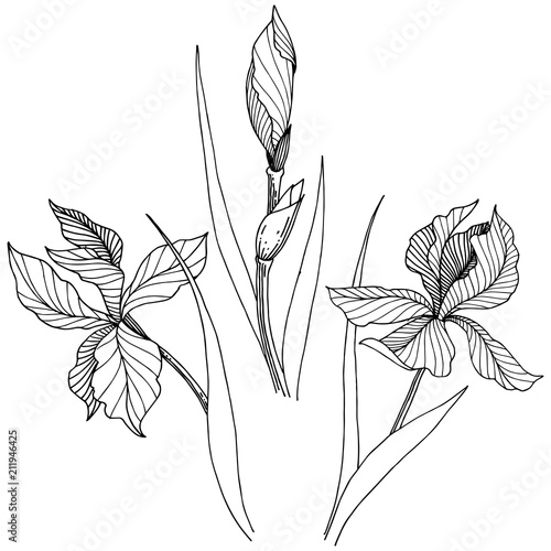 Wildflower irises in a vector style isolated. Full name of the plant: iris. Vector flower for background, texture, wrapper pattern, frame or border.