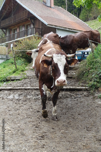 Vaches en alpage