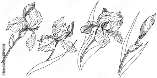Wildflower irises in a vector style isolated. Full name of the plant: iris. Vector flower for background, texture, wrapper pattern, frame or border.