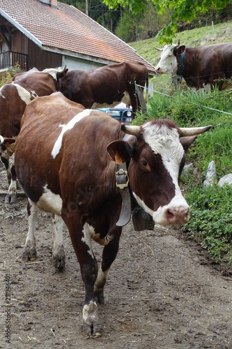 Vaches en alpage