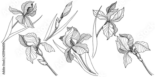 Wildflower irises in a vector style isolated. Full name of the plant: iris. Vector flower for background, texture, wrapper pattern, frame or border.