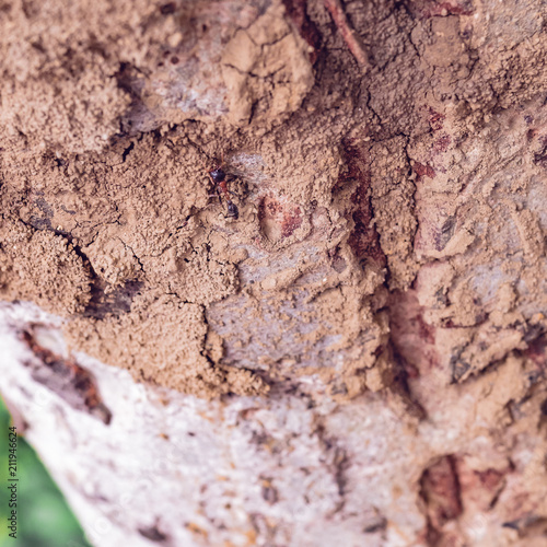 surface of tree with red ant (fire ant) from tropical country