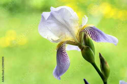 Fototapeta Naklejka Na Ścianę i Meble -  Image with iris.