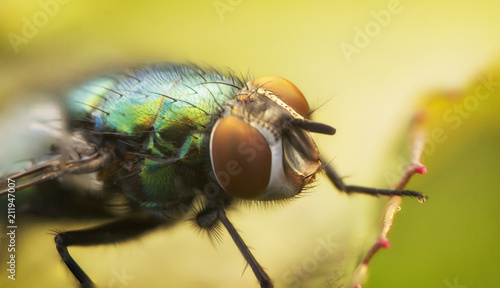 A fly on a branch of a plant, Close up. © maykal