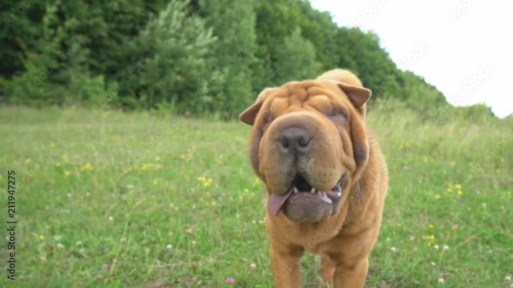 the breed of shar pei the breed of shar pei