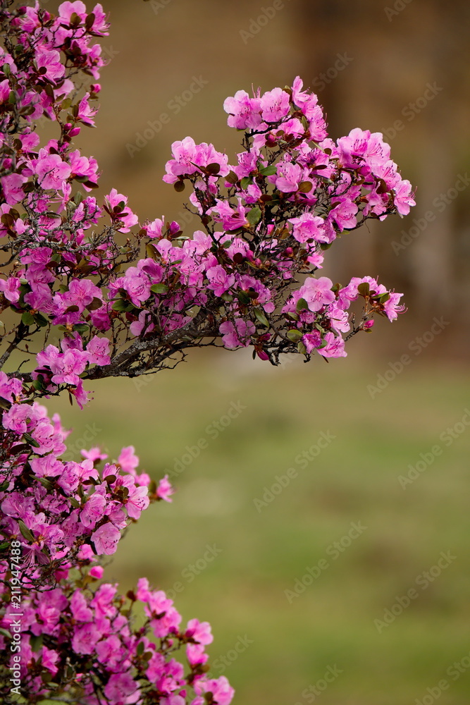 Russia. The South Of Western Siberia, spring flowers of the Altai mountains. Rhododendron. Its flowering period is the main event of spring in the Altai mountains, which attracts many tourists.