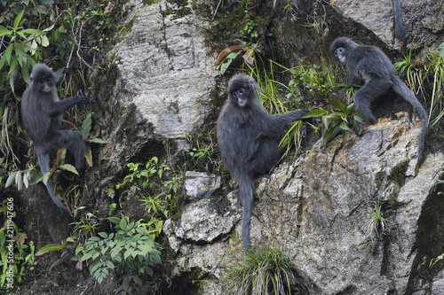 Phayre's leaf monkey photo