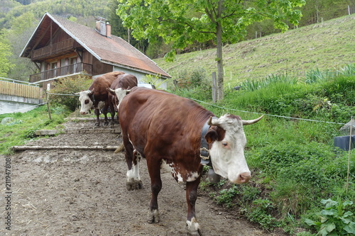 Vaches en alpage