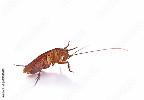 cockroach isolated on white background © supasart