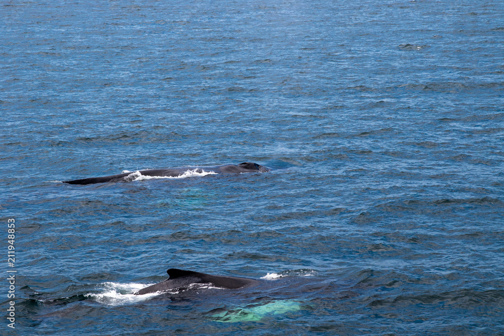Naklejka premium Mother whale with Calf