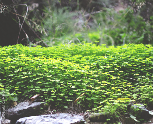 image of a bunch of clovers