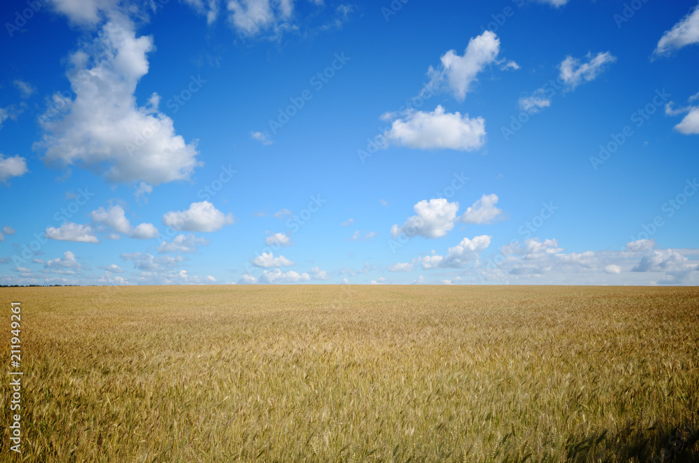 Wheat field summer sunny day under cloudy blue sky Wheat field summer sunny day under cloudy blue sky
