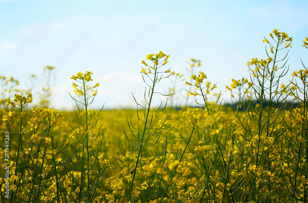 Bright yellow canola field under blue sky summer day Bright yellow canola field under blue sky summer day
