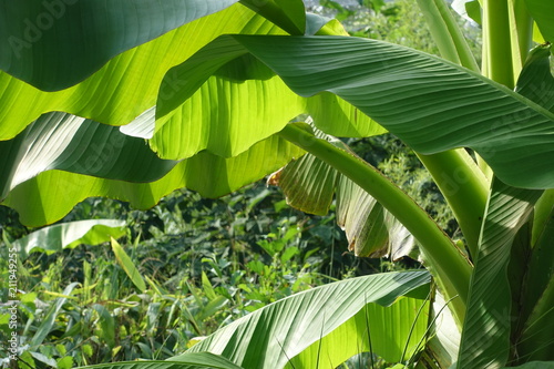 Feuille de bananier
