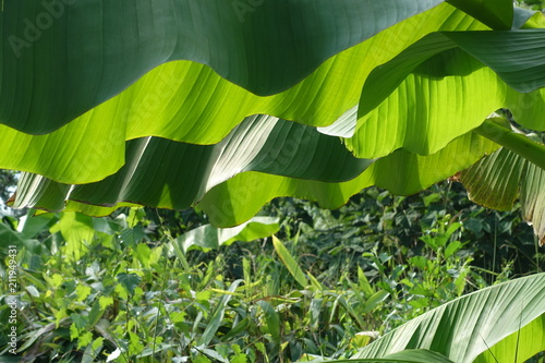 Feuille de bananier