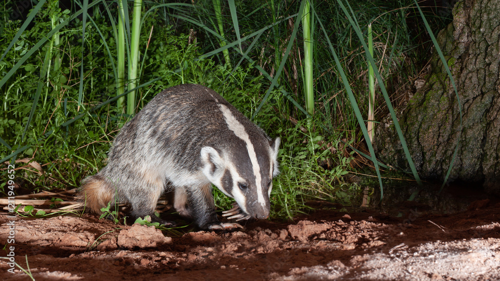 Naklejka premium A badger crosses the water at the base of a small spring where cattails and other water plants grow.