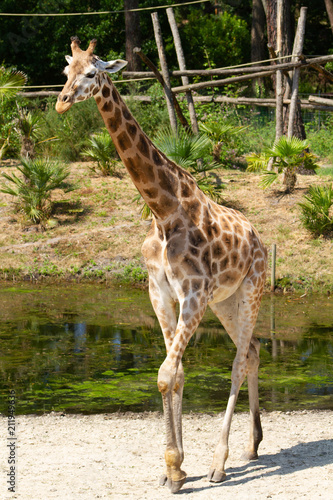 girafes