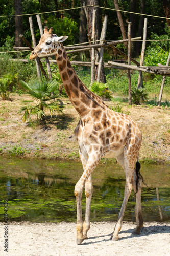 girafes