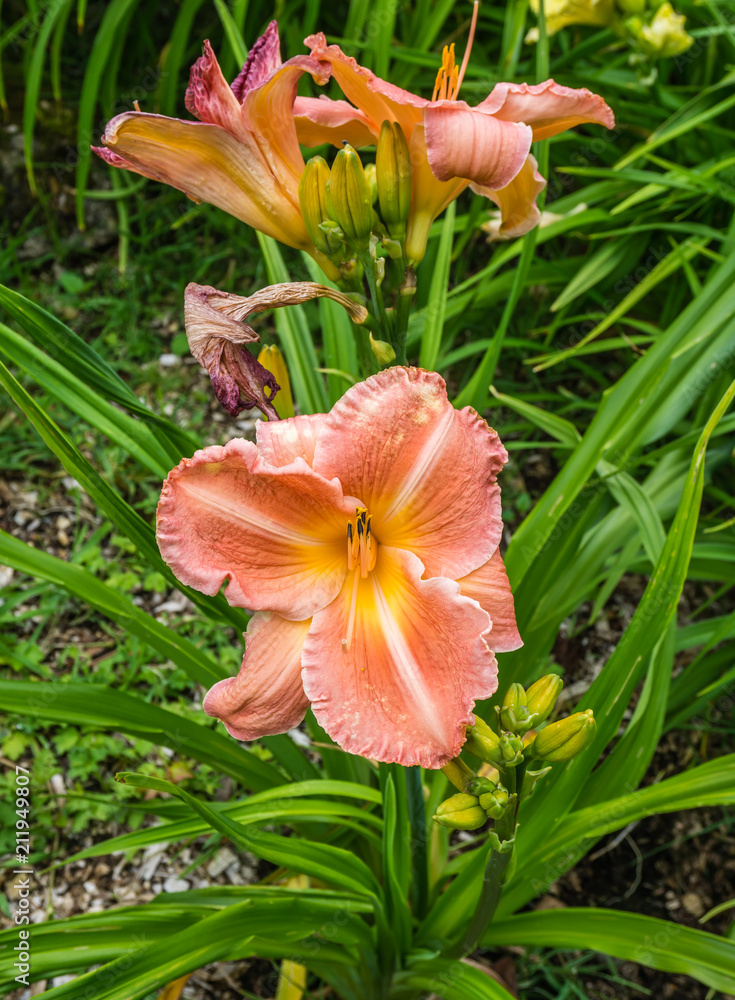 Fototapeta premium Daylily Macro 4