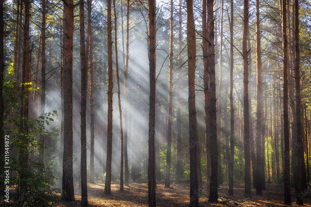 Naklejka premium Beautiful morning scene, sun rays break through the branches of trees.