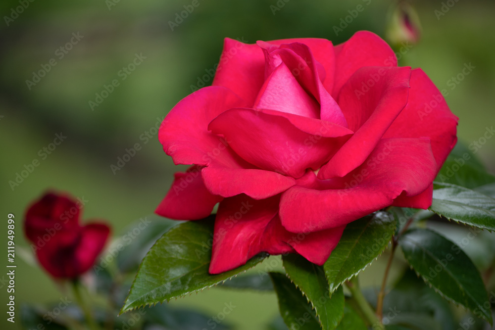 Red rose in the garden with green background and a small bud Red rose in the garden with green background and a small bud
