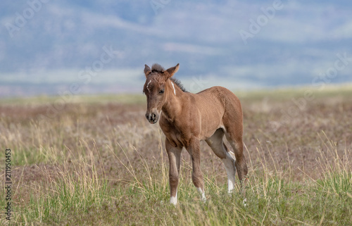 Cute Wild Horse Foal in Summer © natureguy
