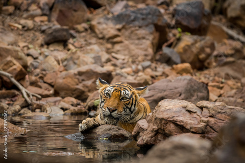 A tigress cooling off in water hole at ranthambore national park