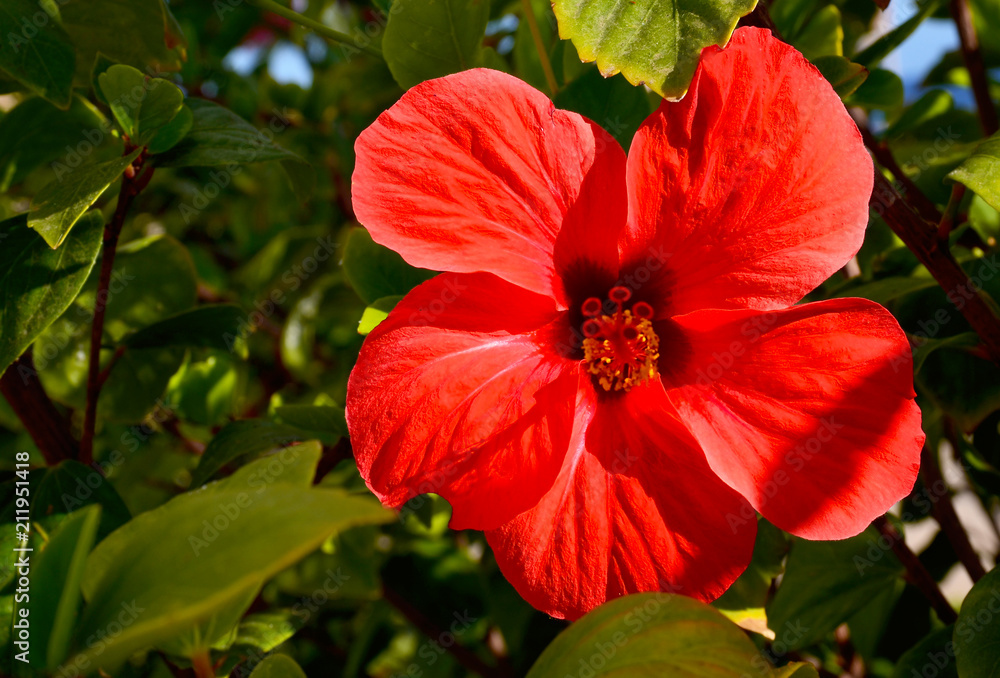 Red Hibiscus flower (China rose,Chinese hibiscus,Hawaiian hibiscus) in a tropical garden of Tenerife,Canary Islands,Spain.Floral background.Selective focus. Red Hibiscus flower (China rose,Chinese hibiscus,Hawaiian hibiscus) in a tropical garden of Tenerife,Canary Islands,Spain.Floral background.Selective focus.