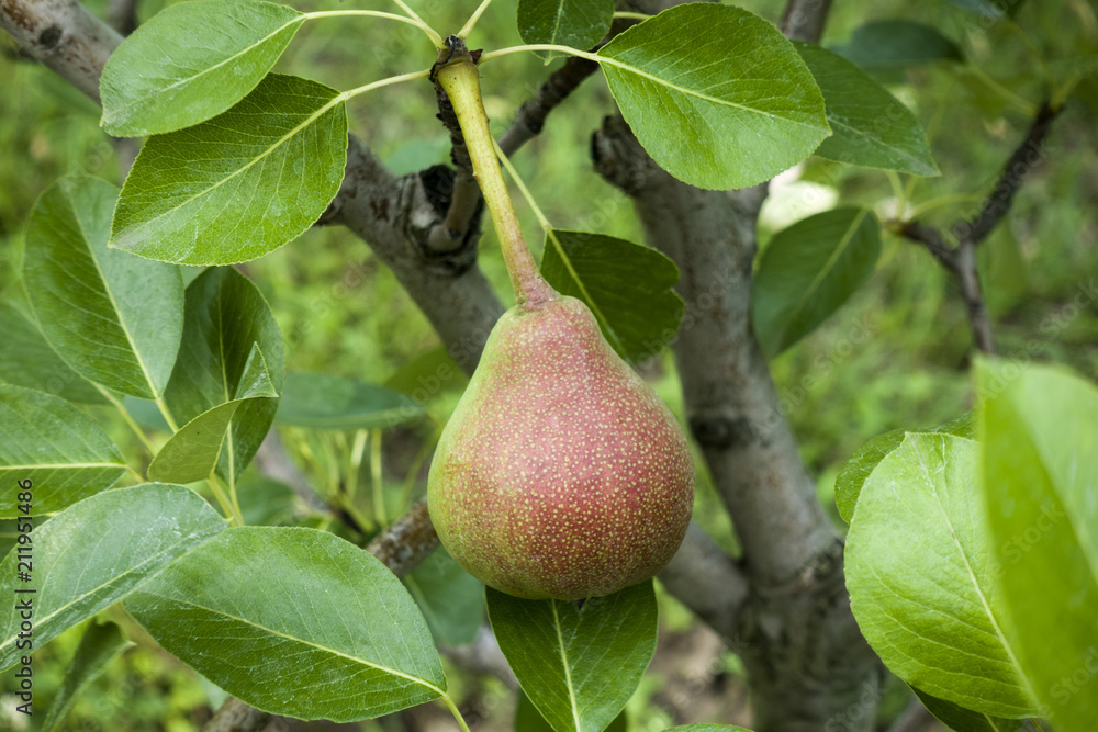 Branch with red pear with green leaf. Natural background Branch with red pear with green leaf. Natural background