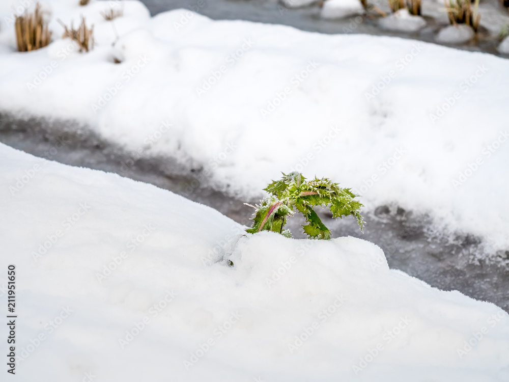 Green plant grow over snow in winter