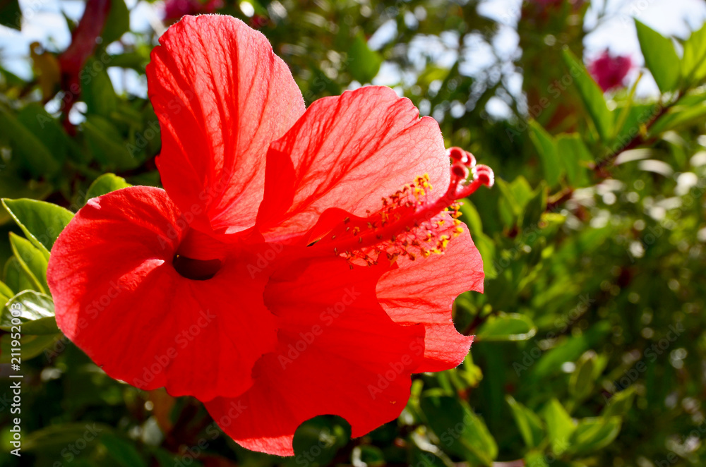 Red Hibiscus flower (China rose,Chinese hibiscus,Hawaiian hibiscus) in a tropical garden of Tenerife,Canary Islands,Spain.Floral background.Selective focus. Red Hibiscus flower (China rose,Chinese hibiscus,Hawaiian hibiscus) in a tropical garden of Tenerife,Canary Islands,Spain.Floral background.Selective focus.