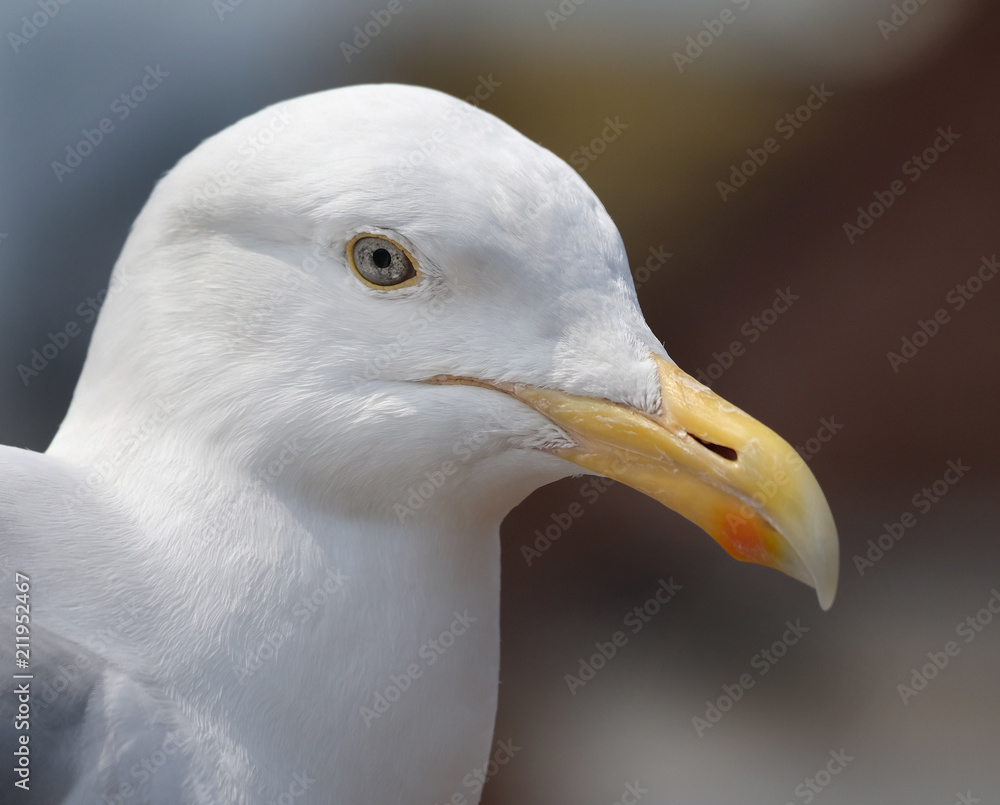 Large Herring Gull at seaside resort looking for food. Large Herring Gull at seaside resort looking for food.