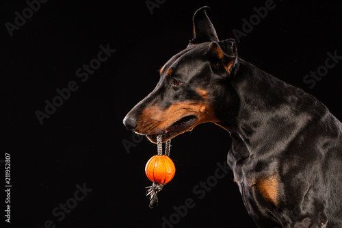 doberman pinscher with a toy ball on black background