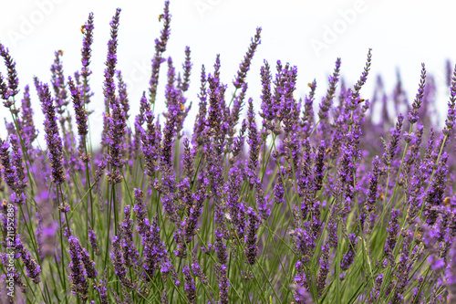 Fototapeta Naklejka Na Ścianę i Meble -  lavender / Sakura lavender land in Sakura city, Chiba prefecture