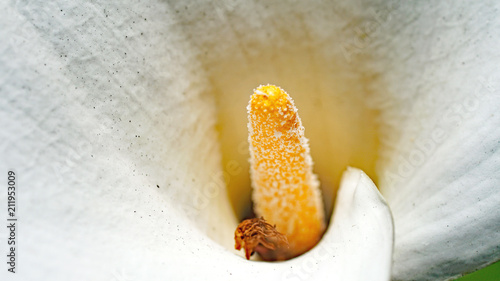 Fototapeta Naklejka Na Ścianę i Meble -  Cala o lirio de agua en un jardín de Gijón, Principado de Asturias, España