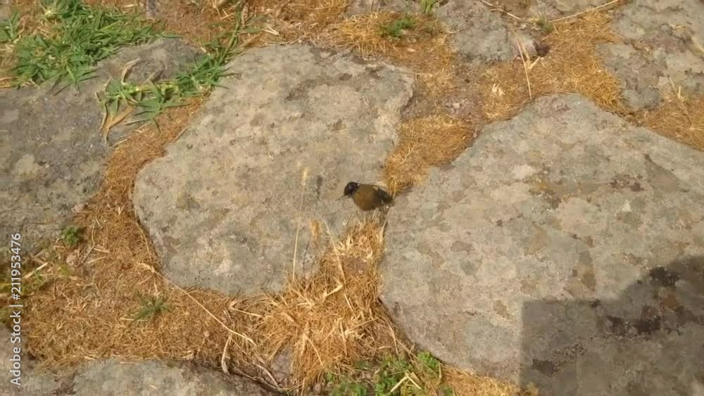 Skarab rolling dung. Dung beetle rolling poop Skarab rolling dung. Dung beetle rolling poop